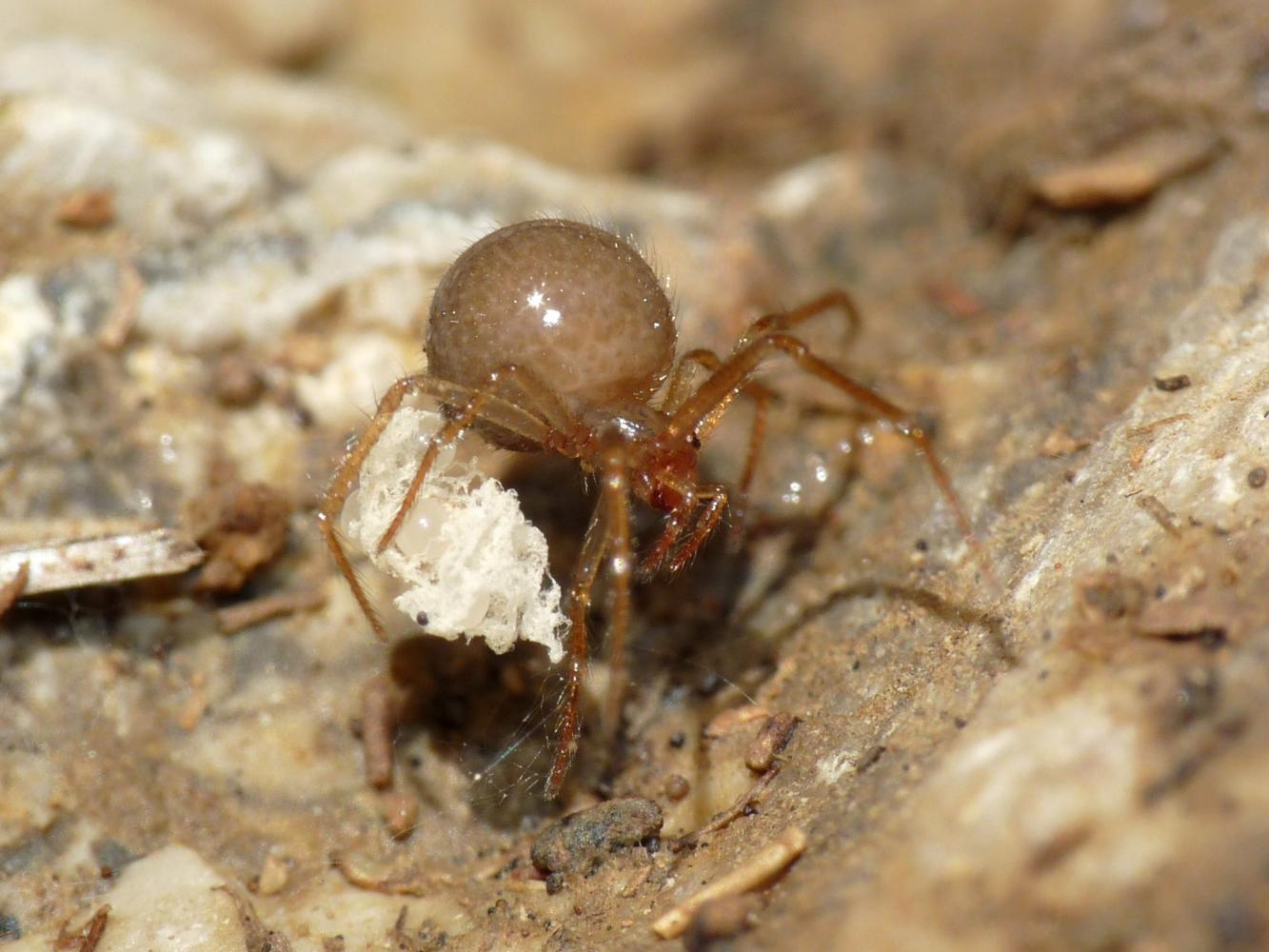 Nesticidae: Nesticella mogera - Tolfa (RM)